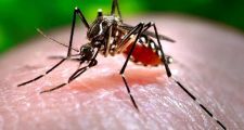 DENGUE: 25 casos confirmados en la provincia.