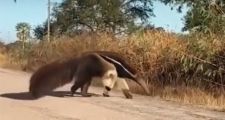 Oso melero filmado en un camino rural de Margarita.