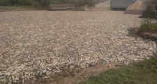 Formosa: Millones de peces muertos en el Bañado la Estrella