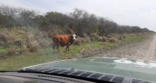 Últimos Procedimientos de la Guardia Rural