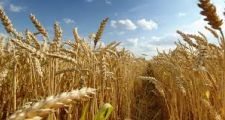 Estado actual del Balance Regional de trigo y primeras perspectivas para el cereal 2020/21