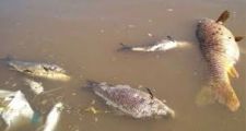 LA BAJANTE HISTÓRICA ES EL MOTIVO PRINCIPAL DE LA MORTANDAD DE PECES DURANTE EL ÚLTIMO BIMESTRE