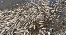 Mortandad de peces en el río Salado