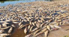 Río Salado: un informe confirmó la presencia de glifosato y otros potentes agroquímicos en agua y peces