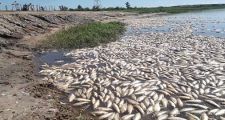 El Gobierno ratificó que la causa de mortandad de peces es natural