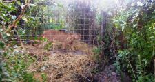 Corondina: se encontraron 89 animales autóctonos en jaulas.