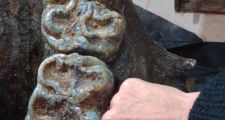 Encontraron restos fósiles de mastodonte en Andino