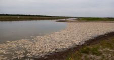 GRAN CANTIDAD DE PECES  APARECIERON MUERTOS EN DISTINTAS ZONAS DEL ARROYO CALCHAQUÍ.