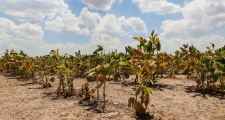 LA NACIÓN HOMOLOGÓ LA EMERGENCIA AGROPECUARIA PARA SANTA FE