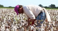 Santa Fe: el área sembrada con algodón creció un 10%