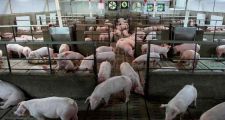 La importación de cerdo es récord y golpea a Santa Fe