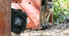 Se liberaron 5 monos carayá en el norte provincial