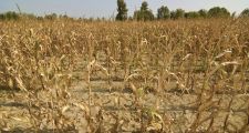 ¿Cómo afecta la sequía al campo santafesino?