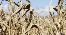 La sequía golpea fuertemente a la siembra de trigo en Santa Fe