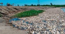 Contaminación del río salado: detectaron 30 agrotóxicos y metales pesados en sus aguas.