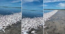Mortandad de peces: especialistas afirman que todos los espejos de agua de Santa Fe 