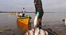 Los peces del Salado son récord mundial en contaminación por agrotóxicos