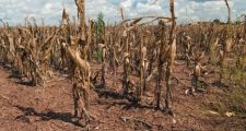 Los rindes de girasol y maíz temprano confirmaron la incidencia de la sequía en Santa Fe