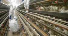 Gripe aviar: murieron 240 mil gallinas en Río Negro y Mar del Plata