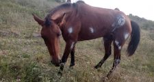 Abandono de un animal equino en grave estado de salud