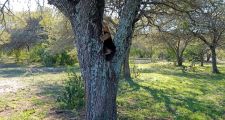 Rescate y liberación de un “Oso Melero o Caguaré” por parte de la “Guardia Rural Los Pumas”