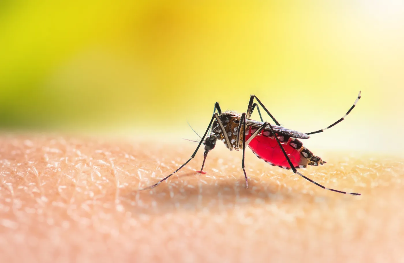 Se reportaron 36 nuevos casos autóctonos de dengue y 1 autóctono de chikungunya en la provincia