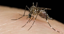 Dengue: situación epidemiológica en la Provincia de Santa Fe