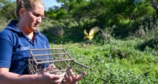 Más de 300 aves liberadas en Villa Ocampo