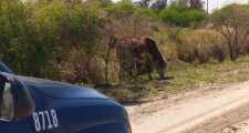 La Dirección General de Seguridad Rural “Los Pumas”, labró Acta por omisión de custodia animal