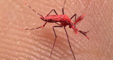 Crean mosquitos rojos en Mendoza, ¿se puede producir en Santa Fe?