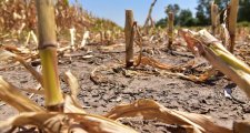 Extiende plazos para tramitar emergencia agropecuaria