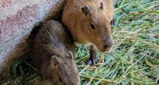 Tres animales silvestres rescatados y que estaban en cautiverio se recuperan en “La Esmeralda”