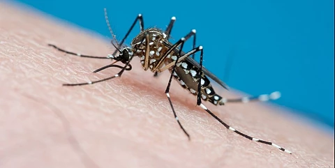 Dengue en Santa Fe: suman 8.326 casos y 7 fallecidos en este temporada