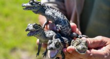 Liberaron más de 350 animales silvestres en 2025