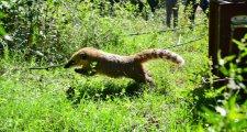 Liberaron más de 350 animales silvestres en 2025