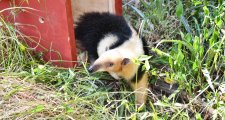 Liberaron más de 350 animales silvestres en 2025