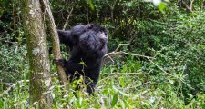 Liberaron más de 350 animales silvestres en 2025