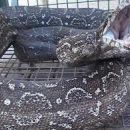 CAPTURAN REPTIL LAMPALAGUA DE MAS DE 2 METROS