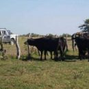 FALTANTE DE ANIMALES QUE SE COMPROBO QUE NO EXISTIA