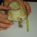 Nació un perro verde en Malabrigo