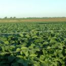Ya se cosecharon 47 millones de toneladas de soja