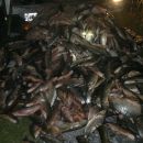 TRES DETENIDOS Y TRES MIL KILOS DE PESCADO DECOMISADO.-