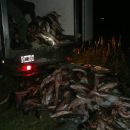 TRES DETENIDOS Y TRES MIL KILOS DE PESCADO DECOMISADO.-