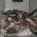TRES DETENIDOS Y TRES MIL KILOS DE PESCADO DECOMISADO.-
