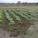 Pro-Huerta en La Gallareta