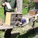 SECUESTRAN CARGAMENTO DE PAJAROS SILVESTRES