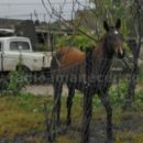 INVESTIGAN NUEVO CASO DE PRESUNTO ABIGEATO EN ROMANG