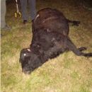 UN AUTOMOVIL COLISIONO CON UN ANIMAL VACUNO EN RUTA 98