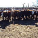 UN DETENIDO POR EL POSIBLE ROBO DE 35 VACAS