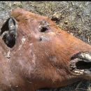 Otra vez animales mutilados
